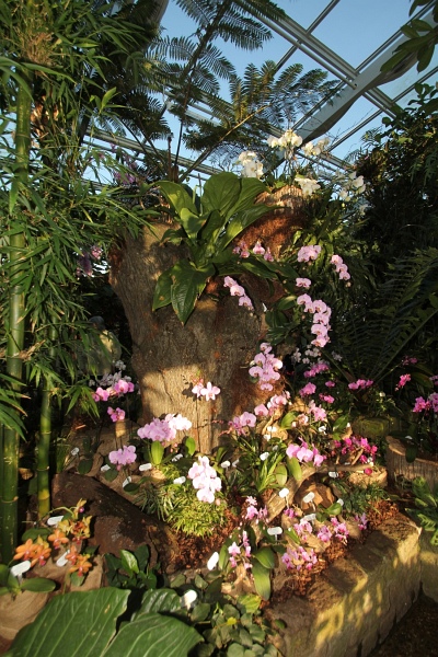 Phalaenopsis   039.jpg